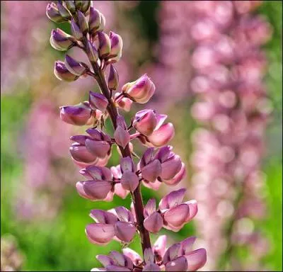 Quelle est cette fleur pouvant monter jusqu'à un mètre ?