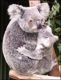 O vit le koala ?