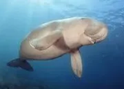 Quiz Dugong