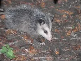 Combien de dents a un opossum ?