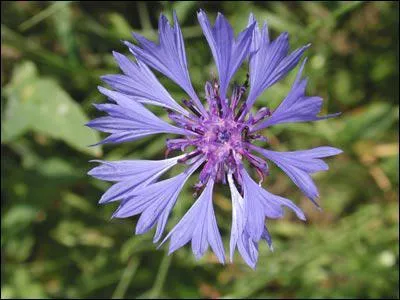 Quelle est cette fleur ?