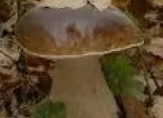 Quiz 10 champignons trs connus