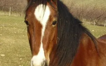 Quiz Chevaux