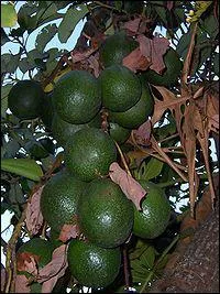 D'o est originaire l'avocatier ?