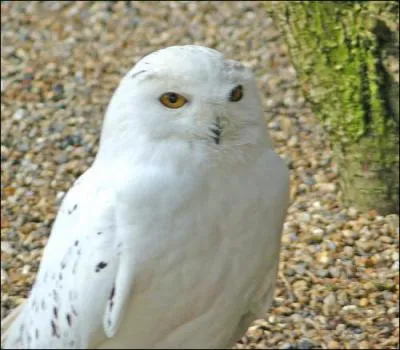 Dans une des lettres que Harry envoie  Sirius, il dit qu'il y avait un problme avec le hibou qui lui a apport la dernire lettre qu'il a reu de Sirius. De quoi s'agit-il ?