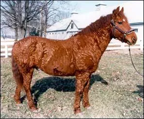 Quel est ce cheval ?