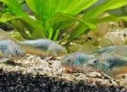 Quiz Corydoras