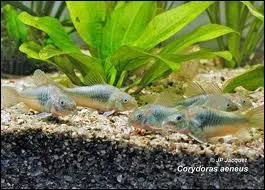 Quelle espce de corydoras n'existe pas ?