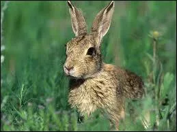 Qu'est-ce qu'un lapin ?