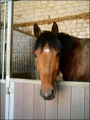 Par quelle brosse commence-t-on le pansage du cheval gnralement ?