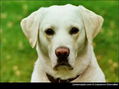 De quelle race est ce chien ?