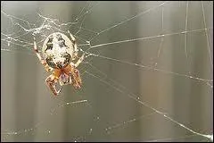 Suspendue dans le jardin, elle attend ...