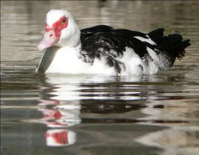 Quel est ce canard ?