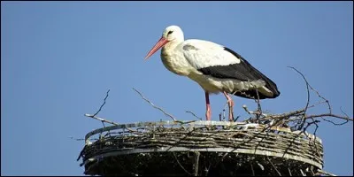 Les cigognes sont des oiseaux migrateurs.