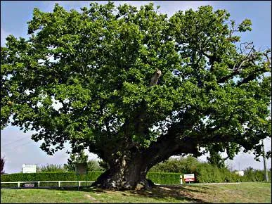 Quel est cet arbre ?