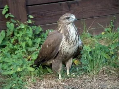 Quel est cet oiseau ?