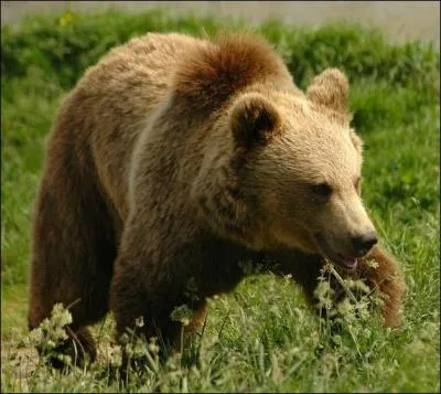 Quelle est la femelle de l'ours ?