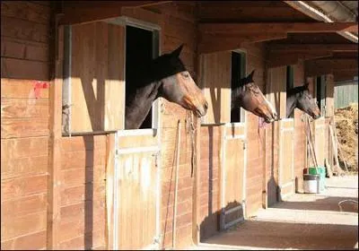 Que doit-on faire avant de rentrer dans le box d'un cheval ?