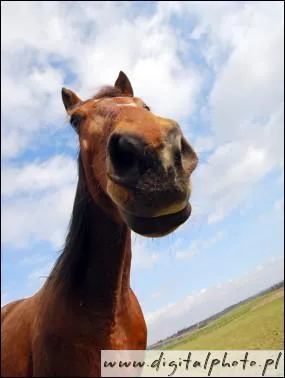 Pour commencer, jusqu' quel ge un cheval peut-il vivre gnralement ?