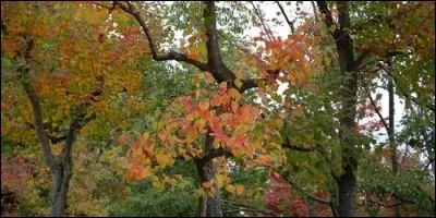 A quelle famille appartient l'arbre à suif ?