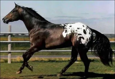 De quelle race est ce cheval ?