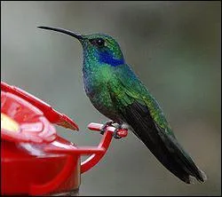 Laquelle de ces appellations ne correspond pas  cet oiseau ?