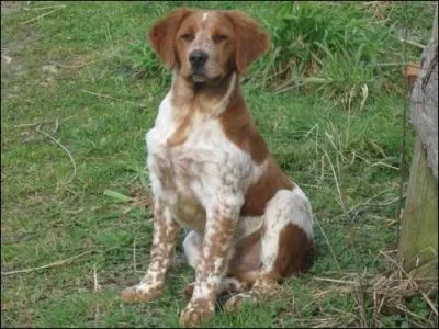 Est-ce bon signe si un chien a le museau sec ?