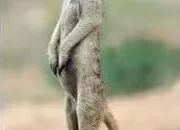 Quiz Le suricate