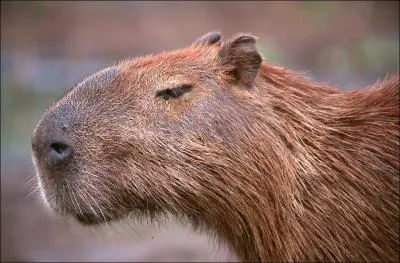 Quel est cet animal?