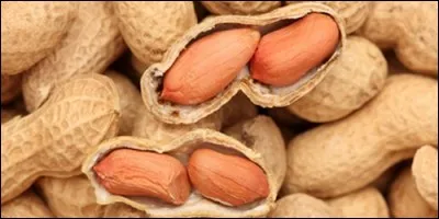 Les cacahuètes mûrissent dans un arbre.