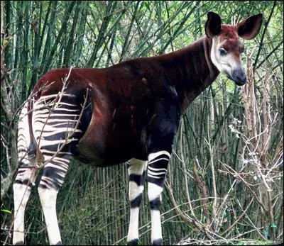 Quel est cet animal?