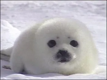 Quel est ce petit animal ?