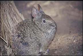 Quelle est la race de ce lapin ?