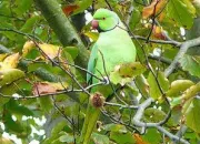 Quiz Les oiseaux exotiques