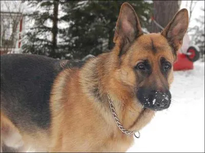 Quelle est la race de ce chien ?