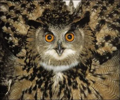 Le hibou est le mari de la chouette :