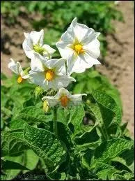 A quelle famille de plantes appartient-elle ?