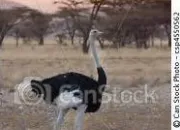 Quiz Animaux de la savane