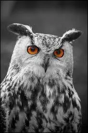 Quel hibou apporte  Ron la lettre de Percy ?