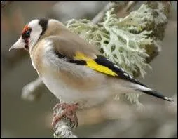 Carduelis carduelis est le nom latin de ce petit passereau de nos jardins. Quel est son nom courant ?