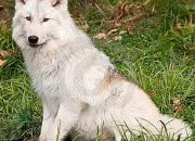 Quiz Les espces de loups