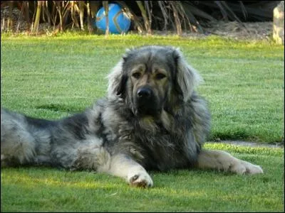 Quelle est la race de ce chien ?