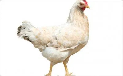 La poule est originaire de :