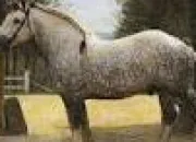 Quiz Chevaux de trait