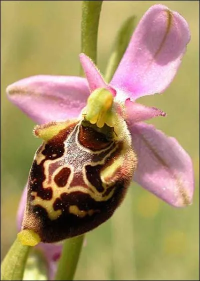 Quel est le nom de cette fleur trange ?