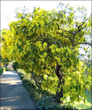 Quel est cet arbre ?