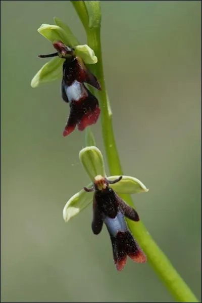 Quelle est cette orchide ?