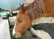 Quiz L'entretien du cheval ou du poney