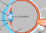 Quiz L'oeil et la vision