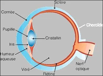 A quoi le cristallin est-il assimil ?